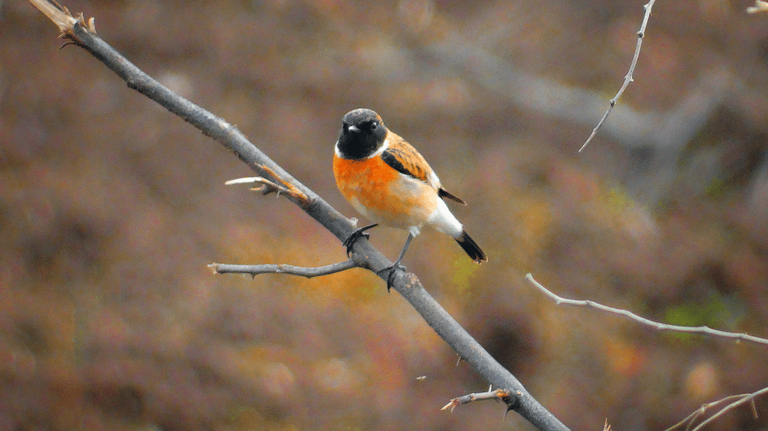 باڵندەکانی پشدەر رەنگی بەهاریان هێناوە