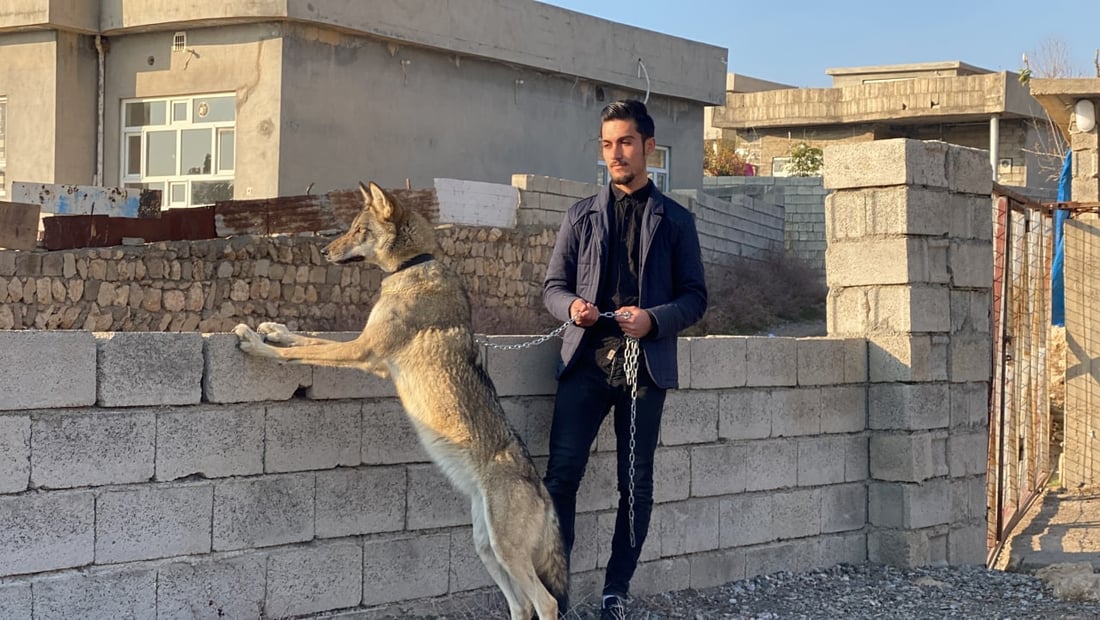 ذئب سامان يأكل البرغل ويمشي مع الخراف في أربيل (صور)