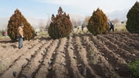 Revitalization of Hawari Shar Park with Extensive Greenery