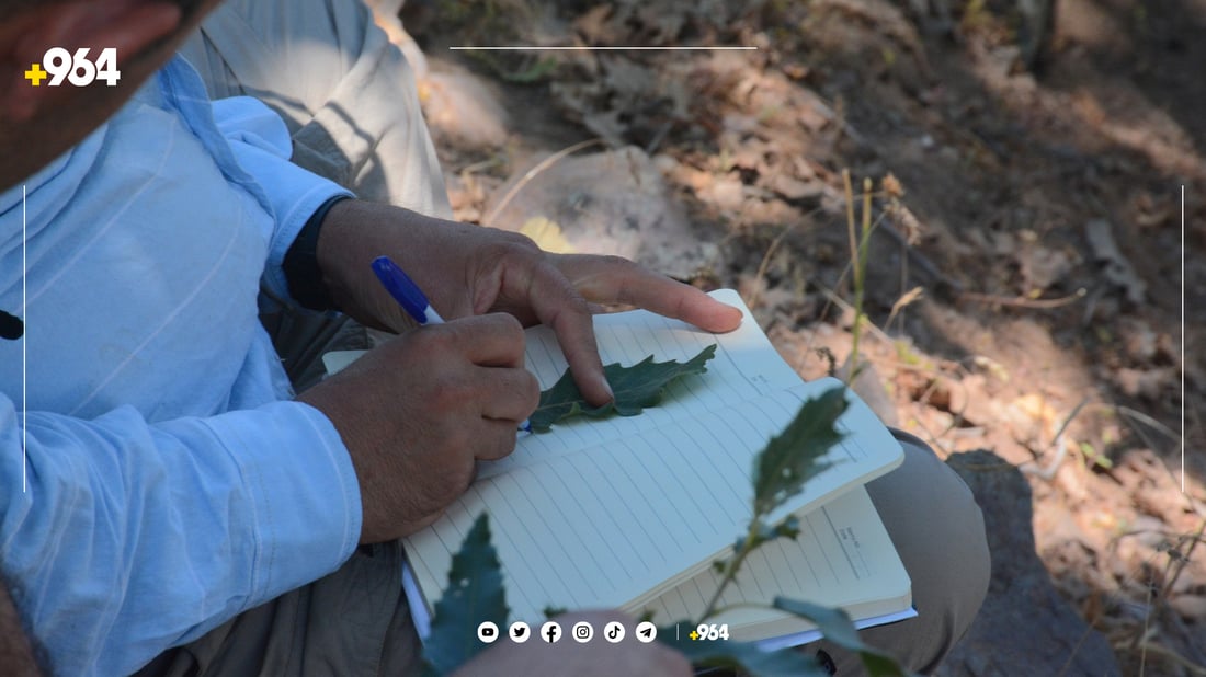 جۆرێکی دار بەڕوو لە کوردستان مەترسی نەمانی لەسەرە