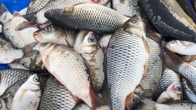 لافاو و زیادبوونی ئاو 23 جۆر ماسی لە دەریاچەی حەمرین زیاد کردووە