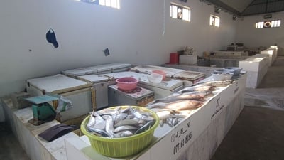 الحر يدفع الصبور إلى أعماق البحر وصيده صعب.. أخبار الفاو اليوم (صور)