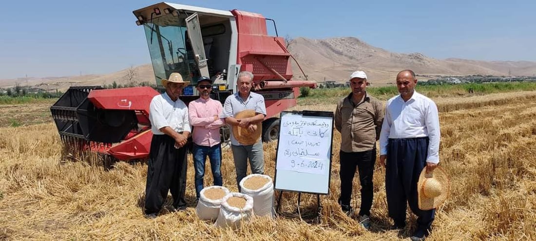 السليمانية تبتكر نوعين من الحنطة وبغداد تصدق ذلك.. مقاومة للجفاف والرطوبة أيضاً