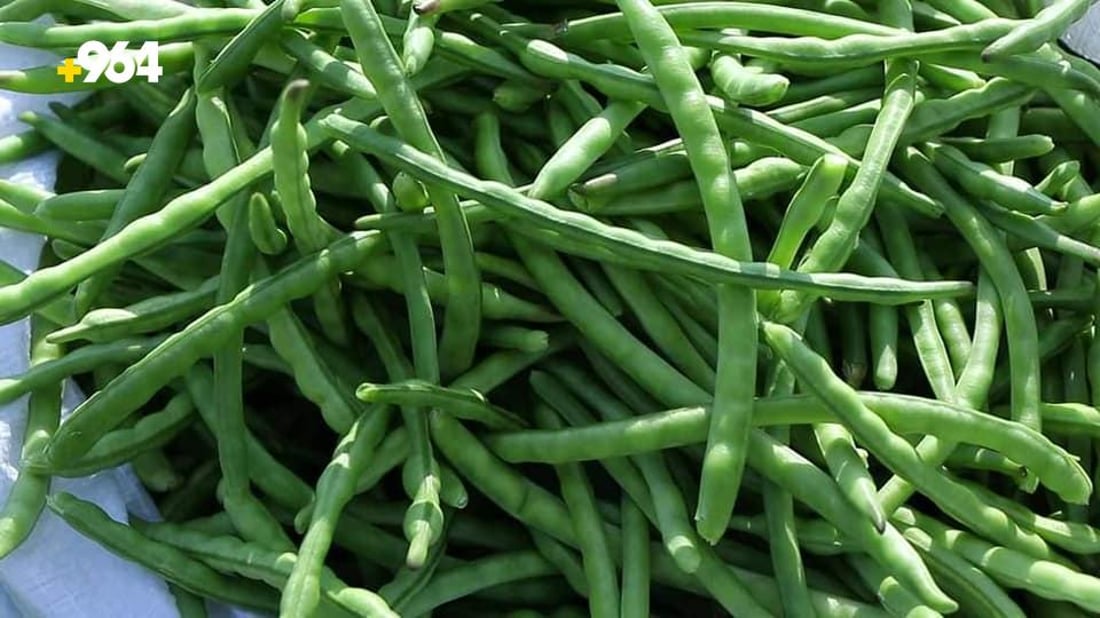 ته‌قته‌ق رۆژانه‌ 70 تۆن به‌رهه‌مى لۆبیاى هه‌بووه‌