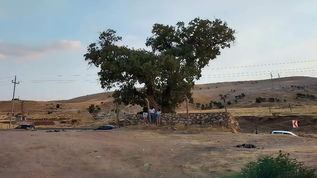 ئه‌مڕۆ له‌ناو ئێزدییه‌كاندا باس باسی له‌ناوچوونى دارێكی پیرۆز بوو