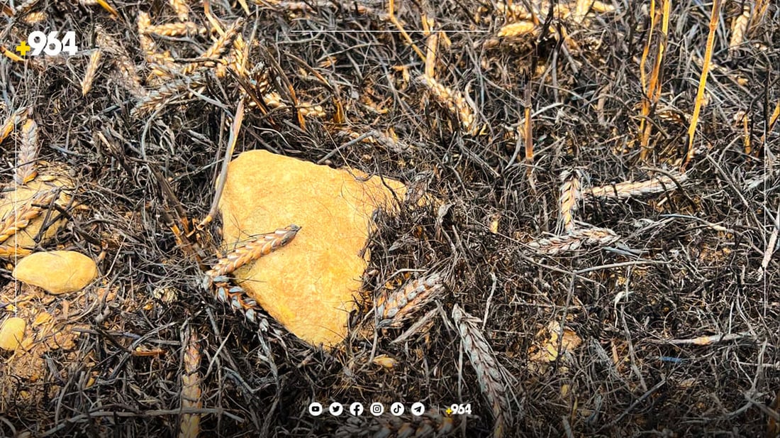 لعبوا بالنار فحرقوا المحصول.. 3 فتيان مشاغبين تسببوا بكارثة في السليمانية (صور)