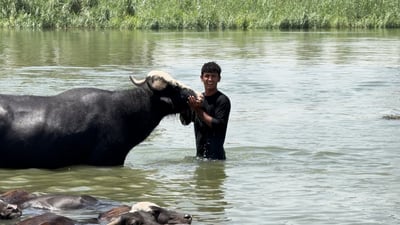 يا رزاق.. نهر المشخاب فاض والجاموس يستعرض مختالاً وسبح مع الصبيان (فيديو)