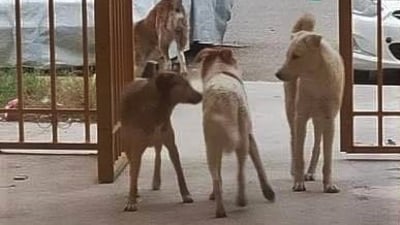 قائمقام الموصل يطلب من الطب البيطري خطة لمكافحة الكلاب السائبة