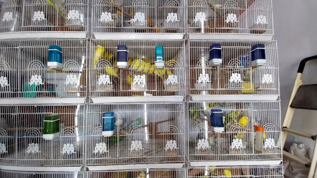 Lovebirds as New Year’s gifts in Al-Qa’im