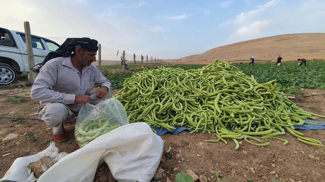 صور من سهول ومحصول “تعروزي” بعشيقة.. أطنان من قرية “عمر قابچي” إلى الأسواق