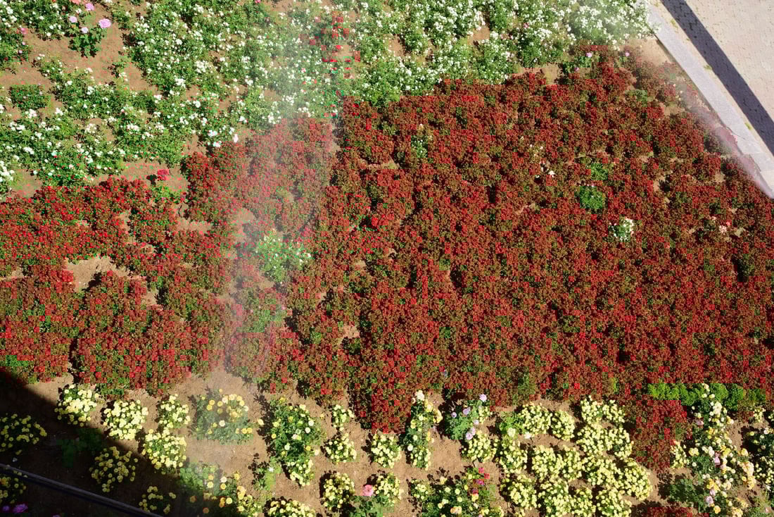 رێبین ئەحمەد، بەڕێوەبەری ئەندازەی پاركەكانی هەولێر كە سەر بە سەرۆكایەتیی شارەوانیی هەولێرە رایگەیاند، لە سەنتەری شاری هەولێر 77 هەزار و 389 گوڵ و دار لە 48 شوێنی شاری هەولێر لەلایەن تیمەكانی بەڕێوەبەرایەتیی ئەندازەی پاركەكانی هەولێرەوە چێندراون.