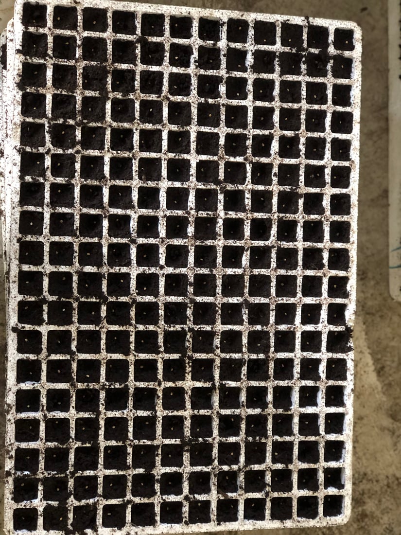 وەرزی چاندنی تۆوی بەرهەمی کشتوکاڵی لە پێنجوێن دەستیپێکرد