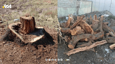 دارێکی تەمەن 100 ساڵ لە بازیان بڕدرایەوە