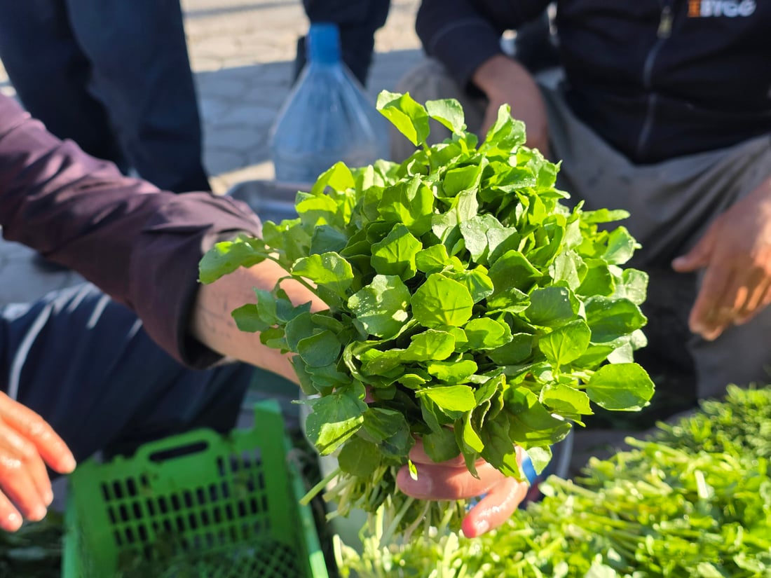 کوزەڵەکەی شارەزوور بە چوار هەزارە و بەریش ناکەوێ