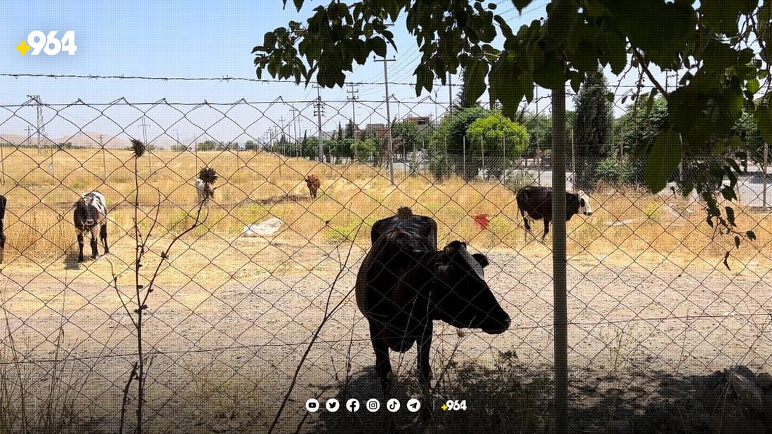 خاوەنی مانگا و ئاژەڵی بەرەڵا غەرامە دەکرێن