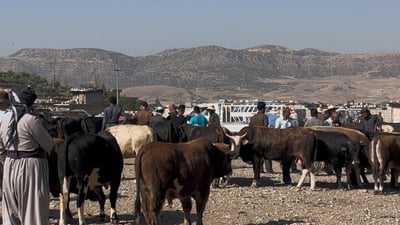 لە یەکەم رۆژی جەژندا مەیدانی ئاژەڵان بەرناکەوێت