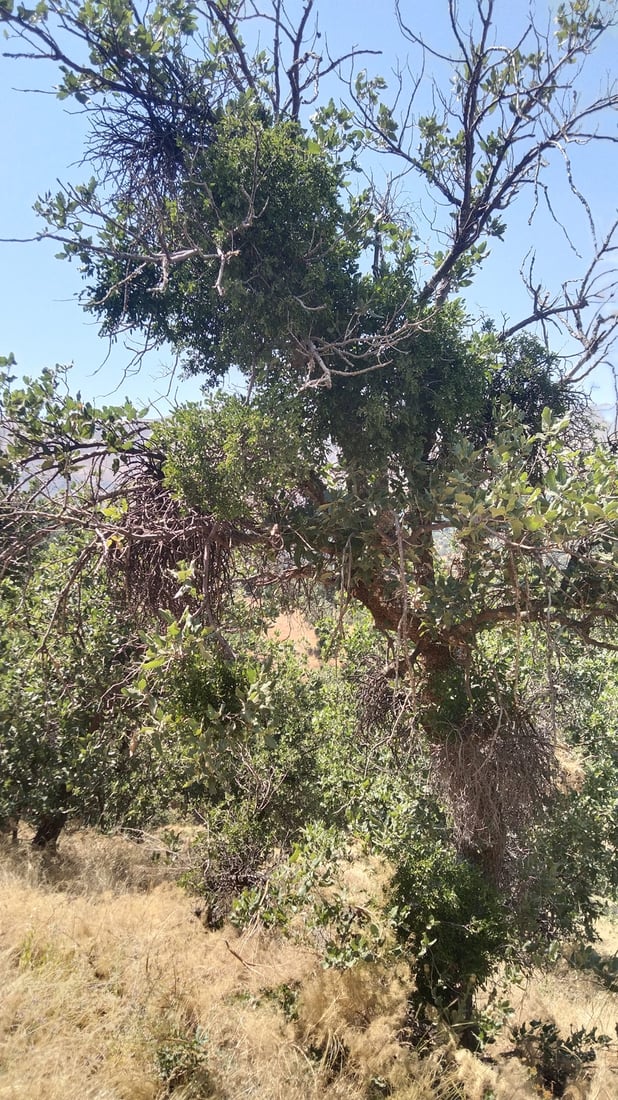 به‌ڕوو و مازووه‌كانى سنوورى ناحیه‌ى سیوه‌یل توشی نه‌خۆشی بوون