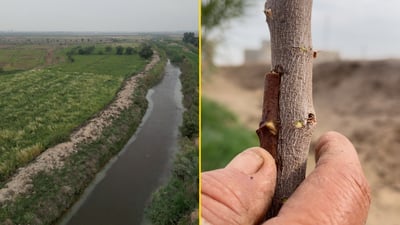 فيديو: قرية “المصاليخ” تشرح أنواع النبك.. التطعيم وصل إلى “الرئاسي”