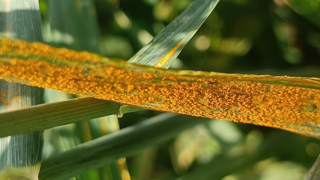 له‌ هه‌ولێر جۆره‌كانى ژه‌نگى گه‌نم و چاره‌سه‌ركردنى ئاشكرا ده‌كرێت