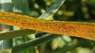 له‌ هه‌ولێر جۆره‌كانى ژه‌نگى گه‌نم و چاره‌سه‌ركردنى ئاشكرا ده‌كرێت