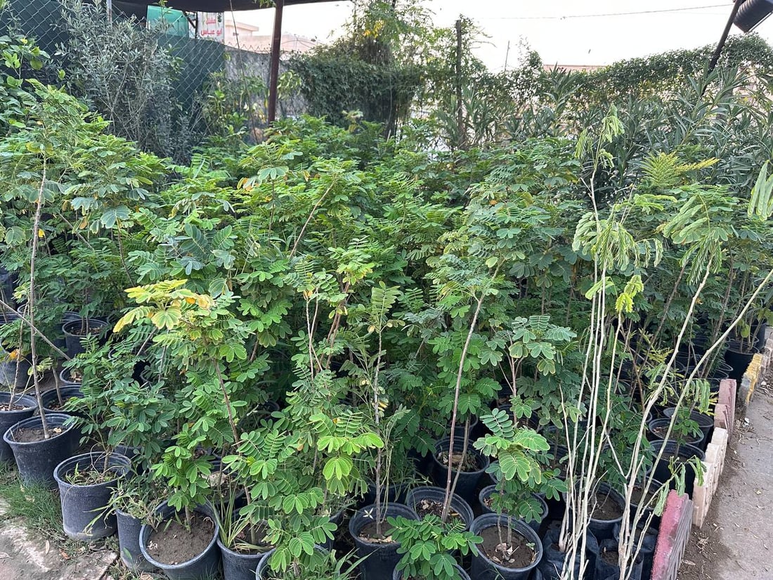 أوكسجين وخضرة دائمة.. سمعة “السبحبح” تزيح “الكاربس” السيء عن شوارع الكوت (صور)