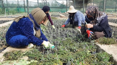 نەمامگەکەی هه‌ڵه‌بجه‌ بێ فه‌رمانبه‌ره‌ و به‌رهه‌مى ساڵانه‌شی 100 هه‌زار نه‌مامه‌