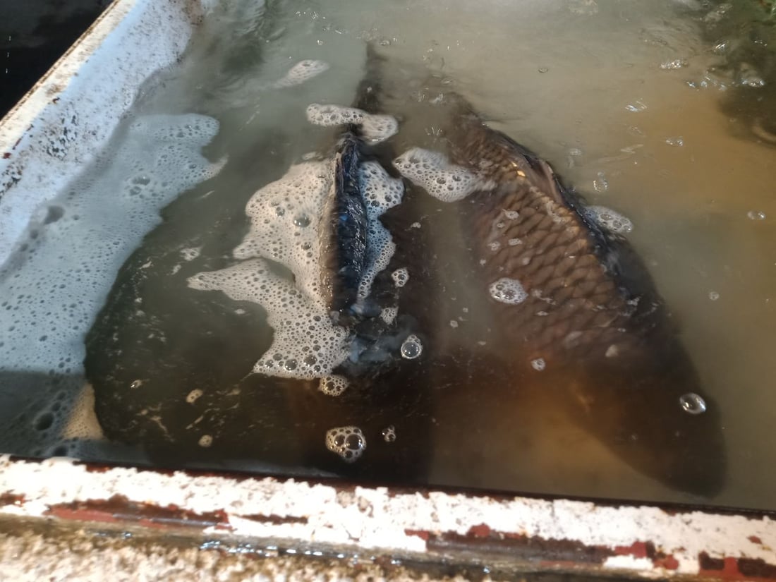 زيونة: باعة الأغنام زادوا 100 ألف على السعر.. وقصّاب يشكو: “ما أشتري اللحم لأهلي”