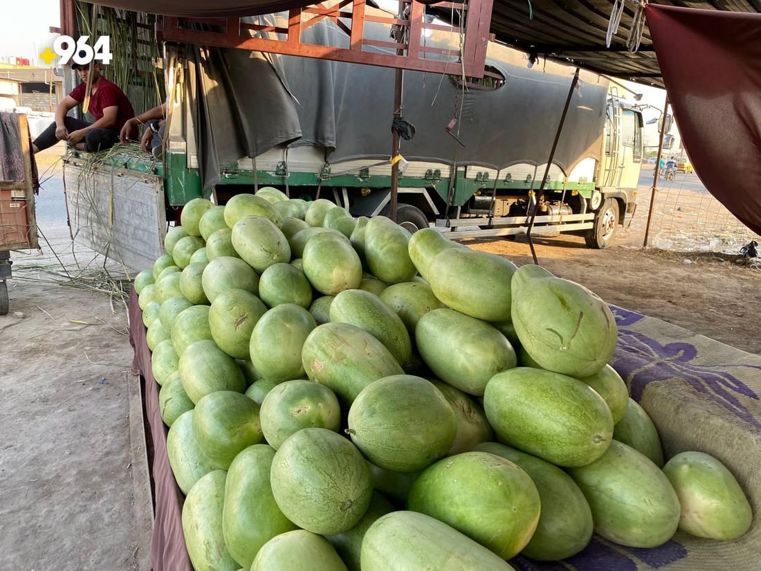صور: القطفة الأولى من الرقي العراقي الهجين وصلت الناصرية والمذاق “عسل”