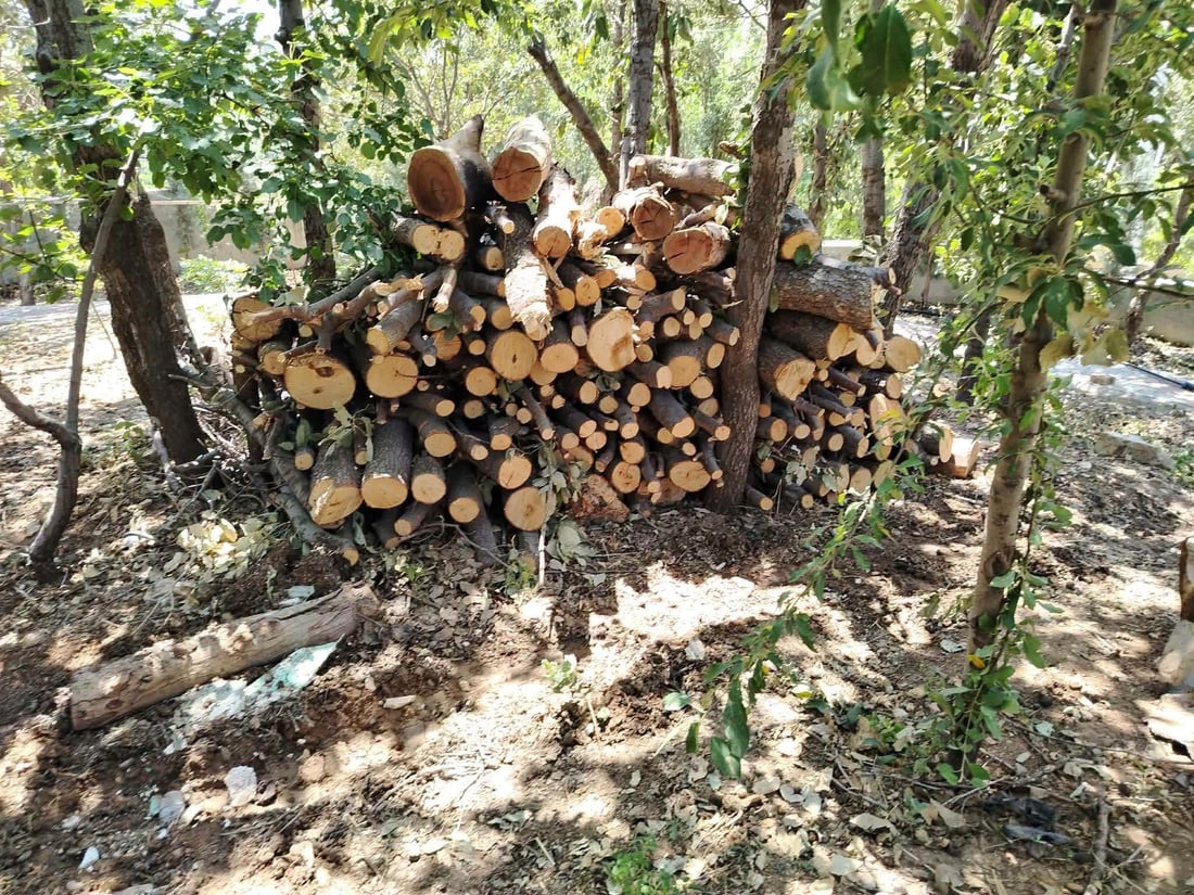 داربەڕووەکان لە شوێنێک دەبڕدرێنەوە و لە شوێنێکی دیکە دەسووتێن