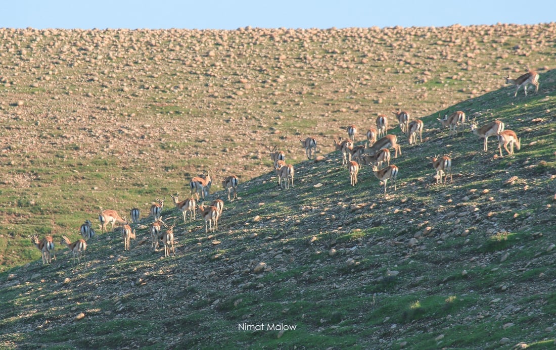 فۆتۆگرافه‌رێك چه‌ند نهێنییه‌كی ئاسكى گه‌رمیان ئاشكرا ده‌كات