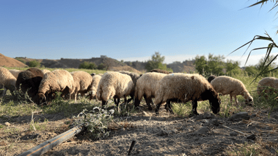 ئاژەڵدارەکانی سنووری ئاغجەلەر زەوی بە گەنم چێندراو دەکڕن