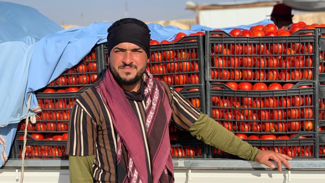 “طماطة نورة” تقفز من 4 آلاف إلى 22 ألفاً.. ربيعة تعوض خسائرها