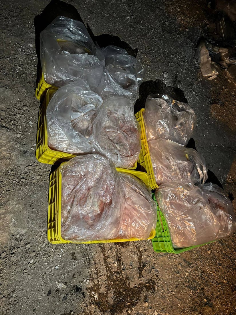 200 کیلۆ سینگی مریشکی بەڕازیلی لە بەردەڕەش دەستی بەسەرداگیرا