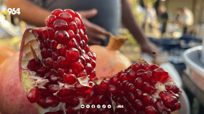 هەناری لاڕەشە و ساڵەخانی هەڵەبجە دوو باشترین جۆری هەناری ناوچەکەن