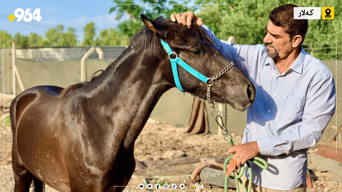 ئێستا دەتوانیت لە کەلار خۆت فێری ئەسپسواری بکەیت