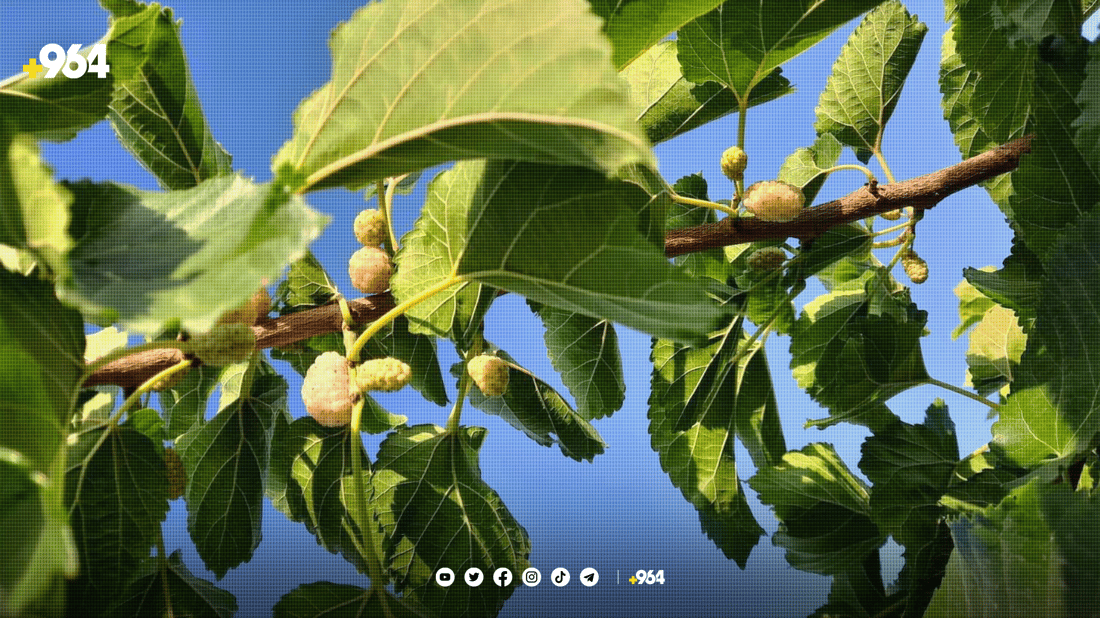 کۆمەڵێک خۆبەخشی پێنجوێن 17 هەزار دار توویان چاندووە