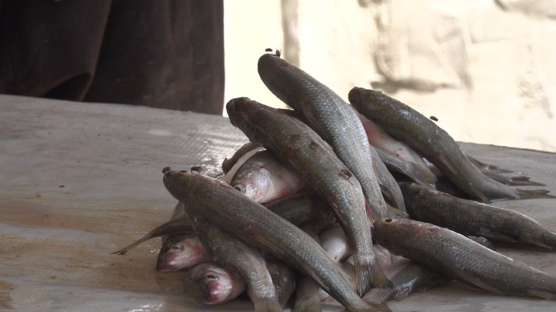 لا يدخل علوة الحلة ويباع بالاتفاق.. حرش البزل بـ 12 ألف دينار بسبب الجفاف (صور)