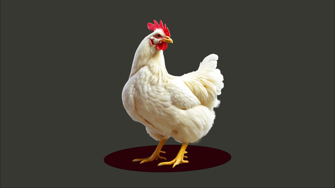 عێراق هاوردەكردنی بەرهەمەکانی پەلەوەری لە 39 وڵاتەوە قەدەغە دەكات