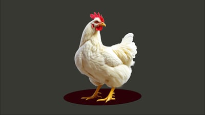 عێراق هاوردەكردنی بەرهەمەکانی پەلەوەری لە 39 وڵاتەوە قەدەغە دەكات