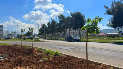 لەناو سەنتەری دهۆک بە درێژایی 8 کیلۆمەتر  1000 دار “توو” چێندران