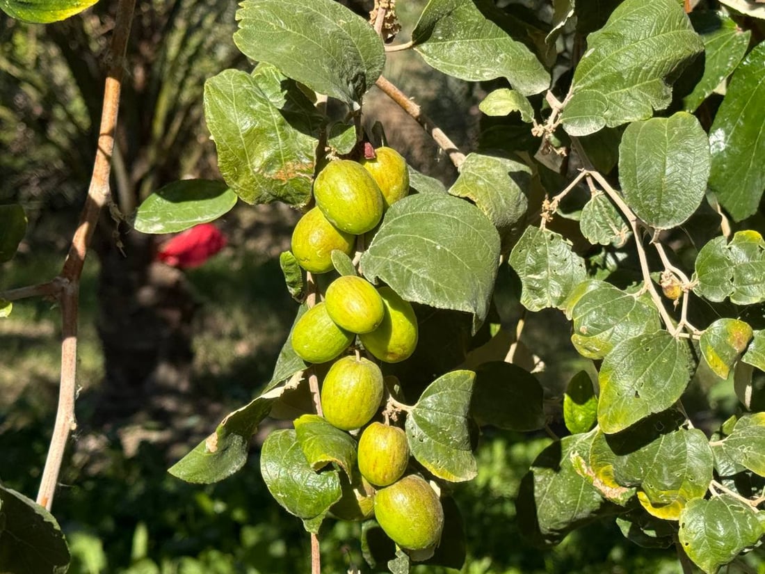 “نبك” البصرة جاهز.. هلمّوا يا تجار بغداد (صور)