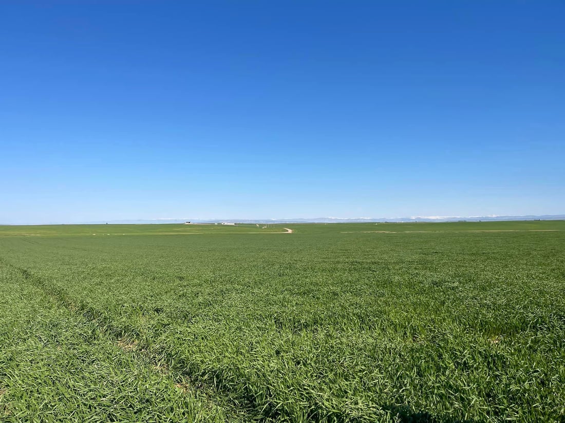 Erbil research center sees promise in local wheat varieties