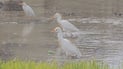 Rare cattle egret spotted in Nineveh Plain after heavy rains