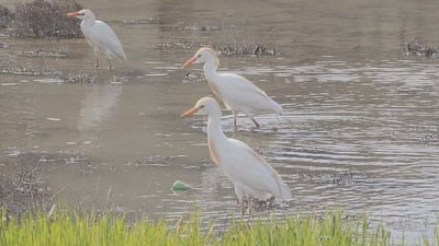 Rare cattle egret spotted in Nineveh Plain after heavy rains