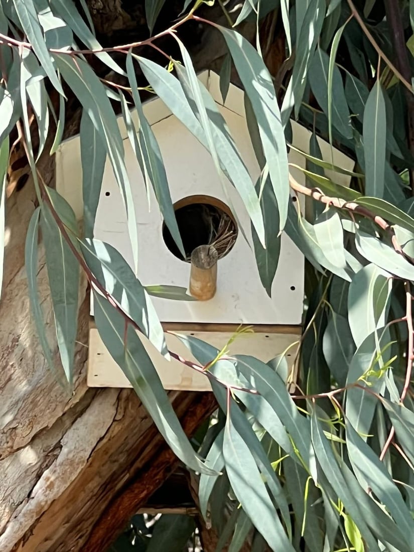 ئه‌و هێلانه‌ ده‌ستكردانه‌ى بۆ باڵنده‌كانى شه‌قڵاوه‌ دروستكرابوون ئاوه‌دان بوونه‌ته‌وه‌