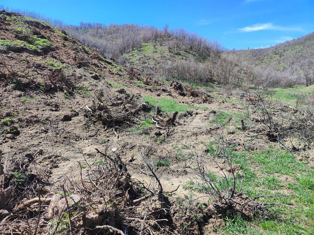 له‌ پێنجوێن رووبەرێکی فراوانی دارستان لەناو بران
