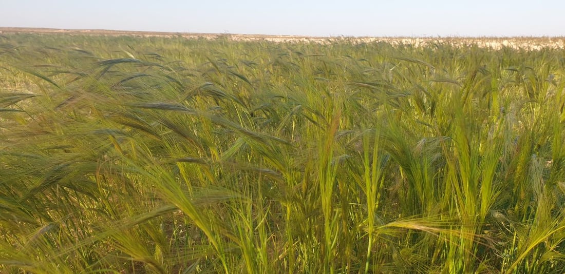 صور من السماوة: “الصمعة” يغطي البادية والرعاة يخافون على أغنامهم من العمى