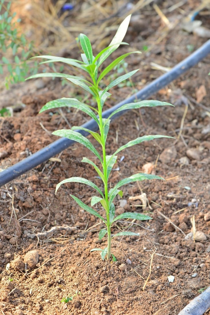 شەقامی 120 مەتری هەولێر جوان دەکرێت