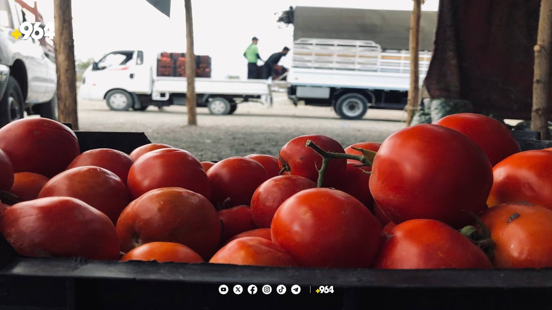 بەشێک لە جوتیارەکانی پێنجوێن چاوەڕێی نرخن و تەماتە ناچنن