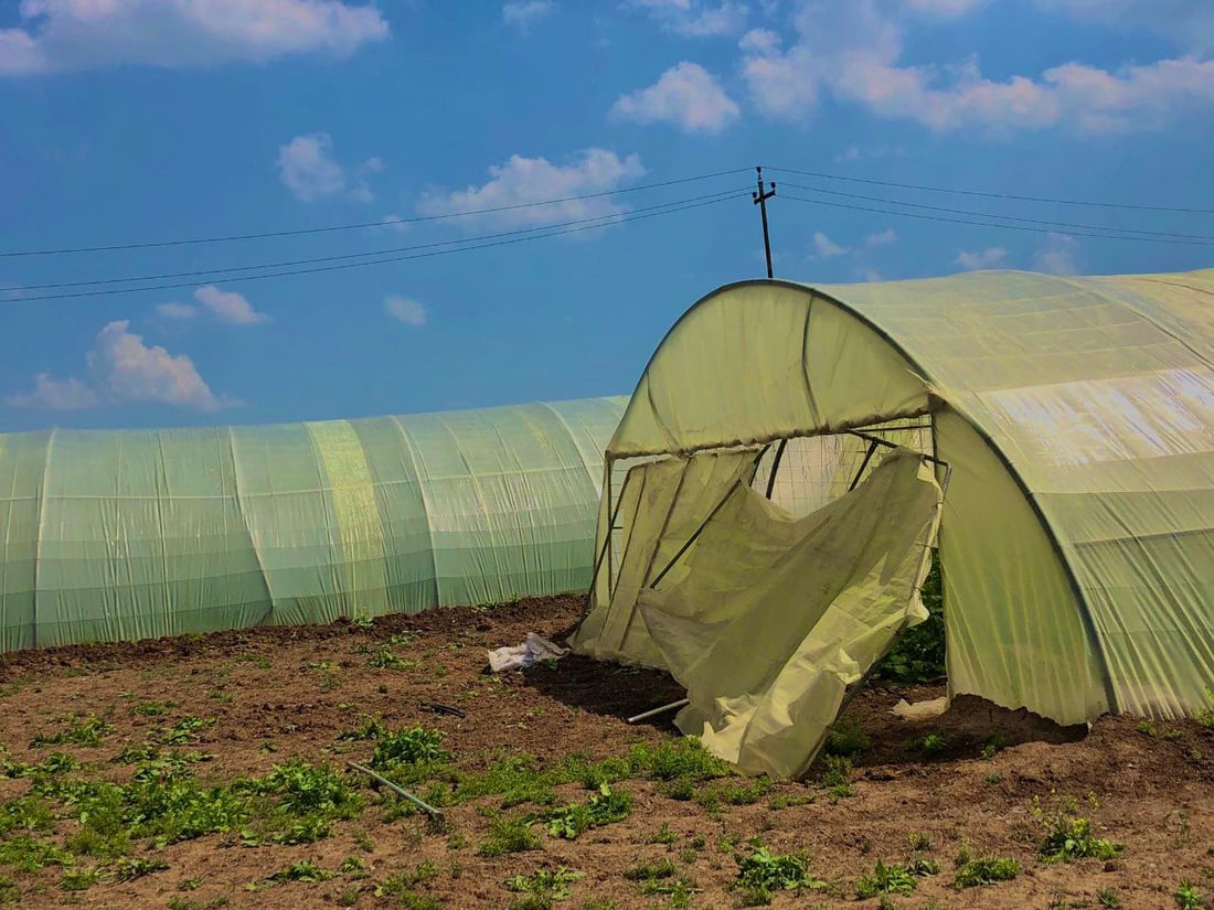 صور من داخل بيوت الخيار العراقي.. مذاقه حلو ورائحته شهية ولا مقارنة مع المستورد